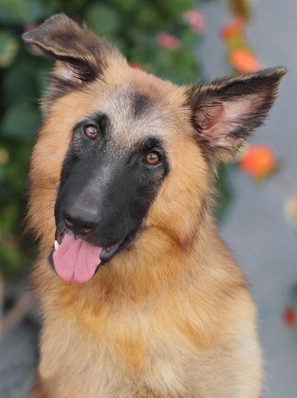 Enlarge Berlin von Beilingen, a Adopted German Shepherd Dog in Los Angeles, CA image 1/2