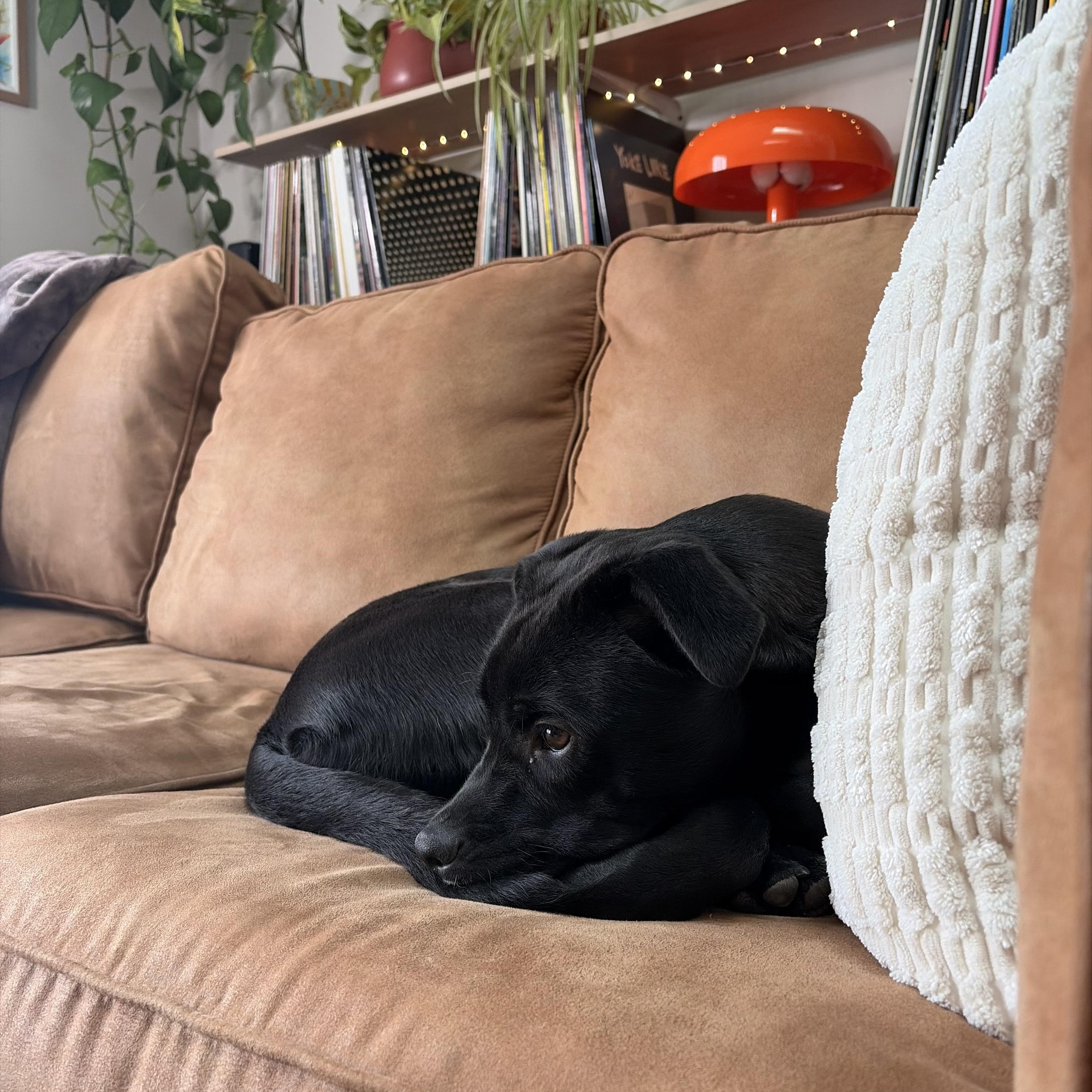 Enlarge Pocahontas in NH! Come Meet our Adoptable Dogs Wednesday-Saturday. More info in Bio!, a ADOPTABLE mixed breed in Manchester, NH image 4/6