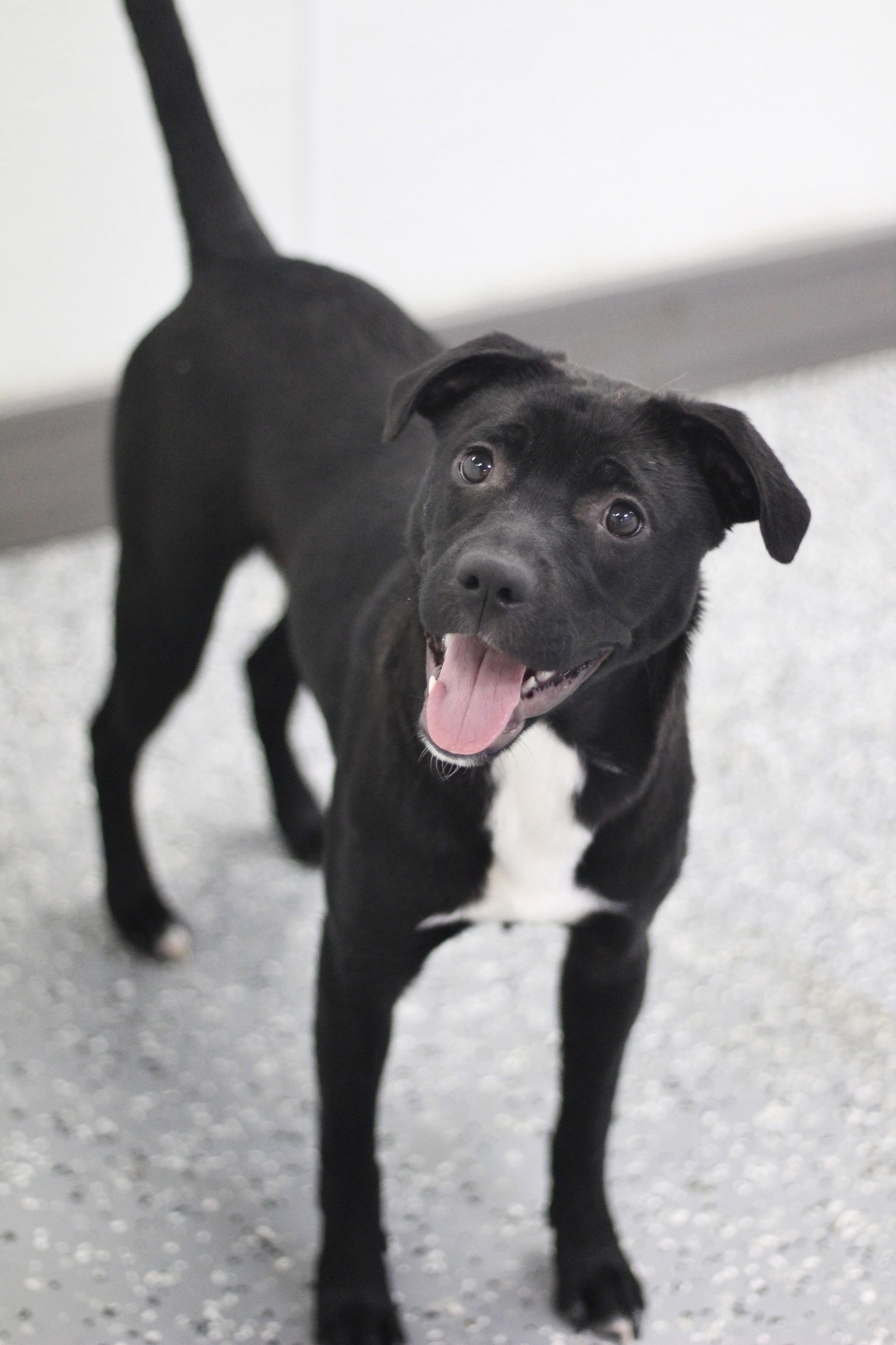 Pocahontas in NH! Come Meet our Adoptable Dogs Wednesday-Saturday. More info in Bio!, ADOPTABLE, Young Female Collie.