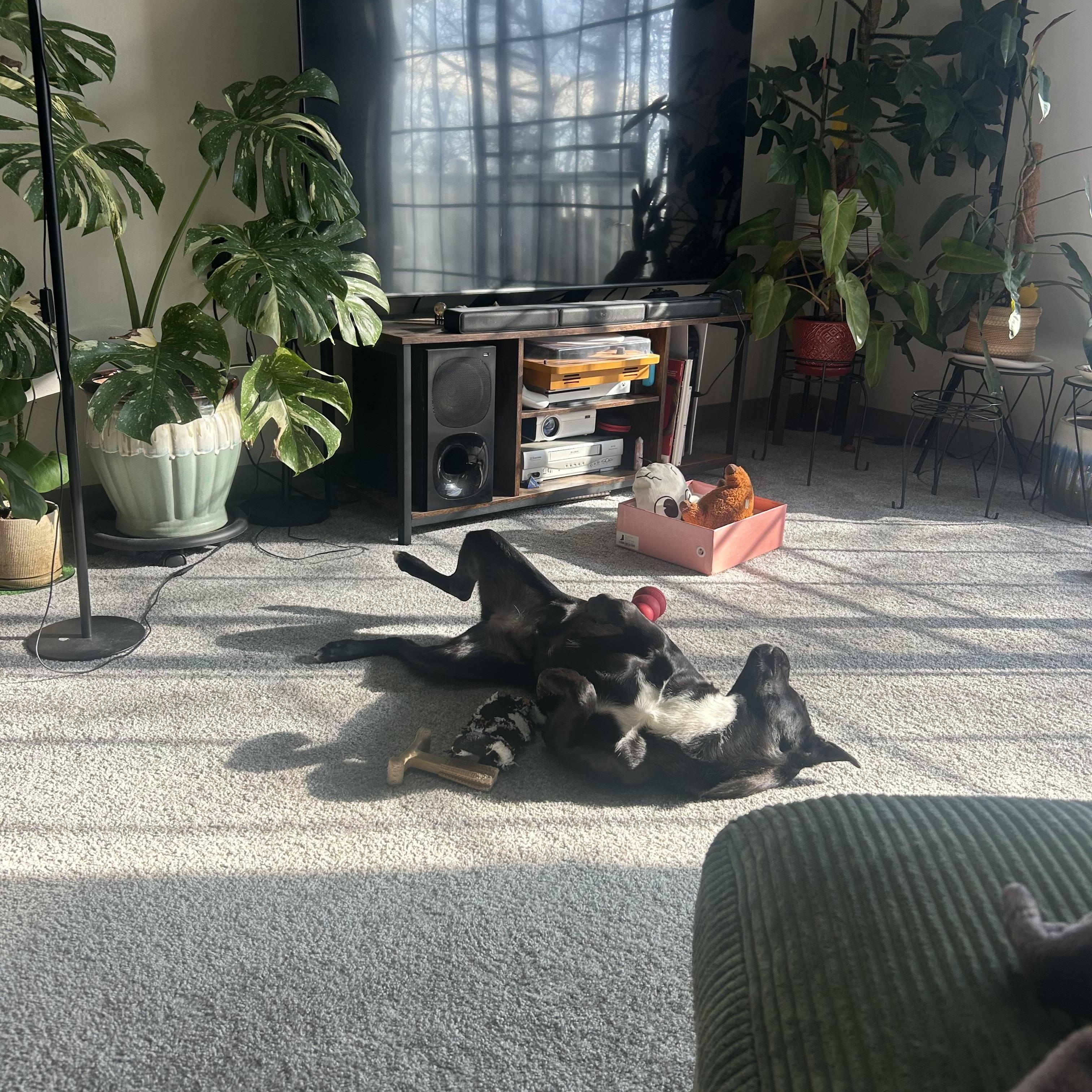 Enlarge Pocahontas in NH! Come Meet our Adoptable Dogs Wednesday-Saturday. More info in Bio!, a ADOPTABLE mixed breed in Manchester, NH image 5/6