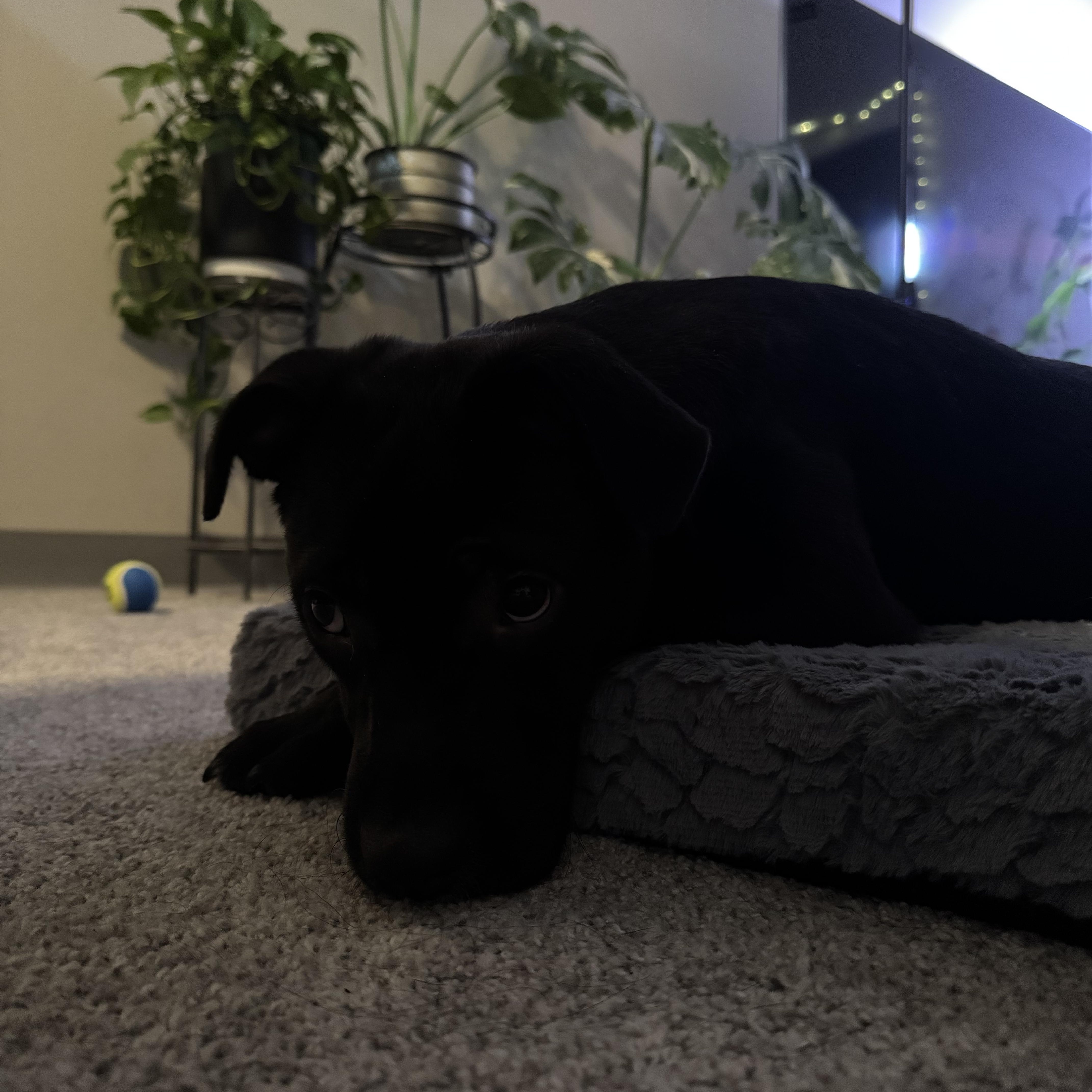 Enlarge Pocahontas in NH! Come Meet our Adoptable Dogs Wednesday-Saturday. More info in Bio!, a ADOPTABLE mixed breed in Manchester, NH image 2/6