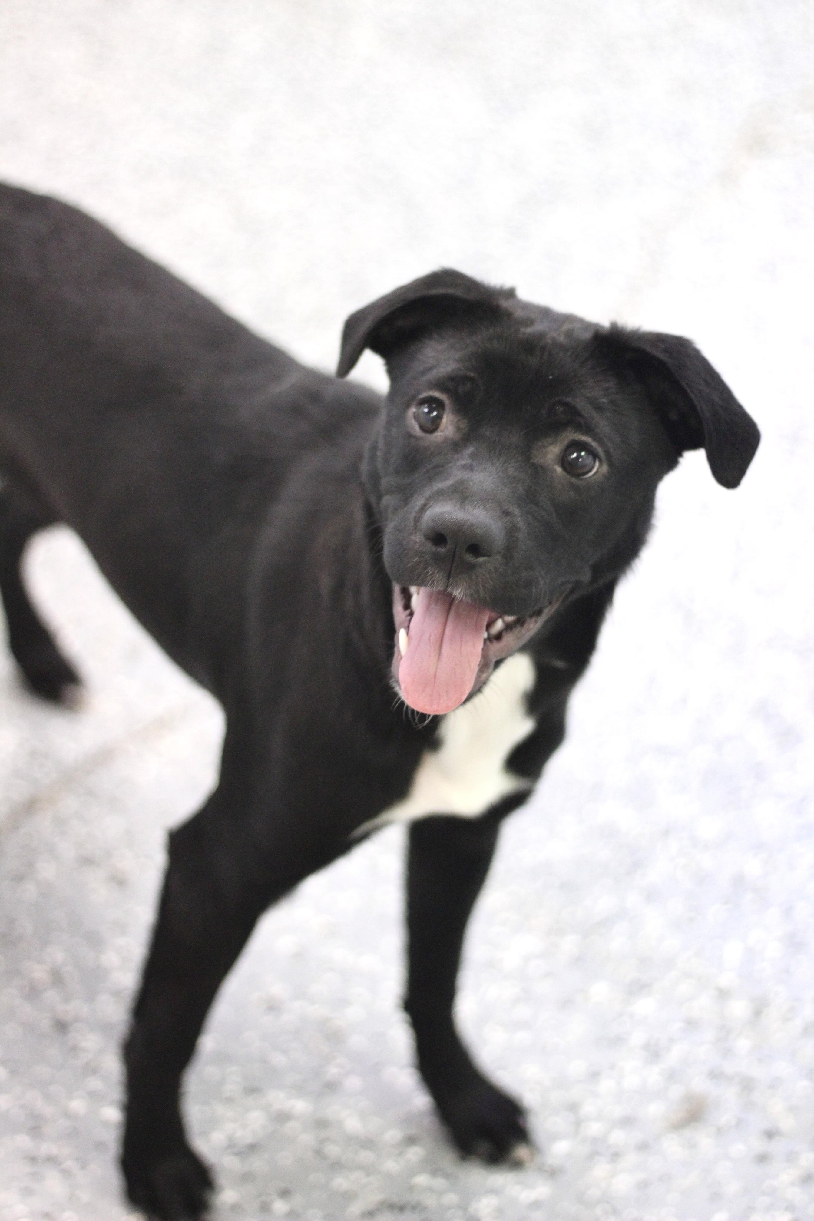 Enlarge Pocahontas in NH! Come Meet our Adoptable Dogs Wednesday-Saturday. More info in Bio!, a ADOPTABLE mixed breed in Manchester, NH image 1/6