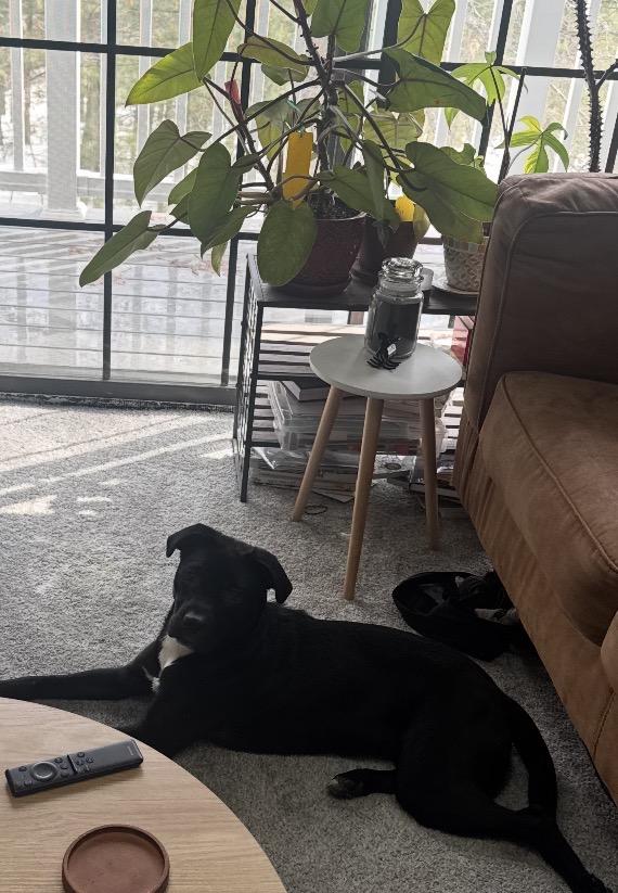 Enlarge Pocahontas in NH! Come Meet our Adoptable Dogs Wednesday-Saturday. More info in Bio!, a ADOPTABLE mixed breed in Manchester, NH image 3/6