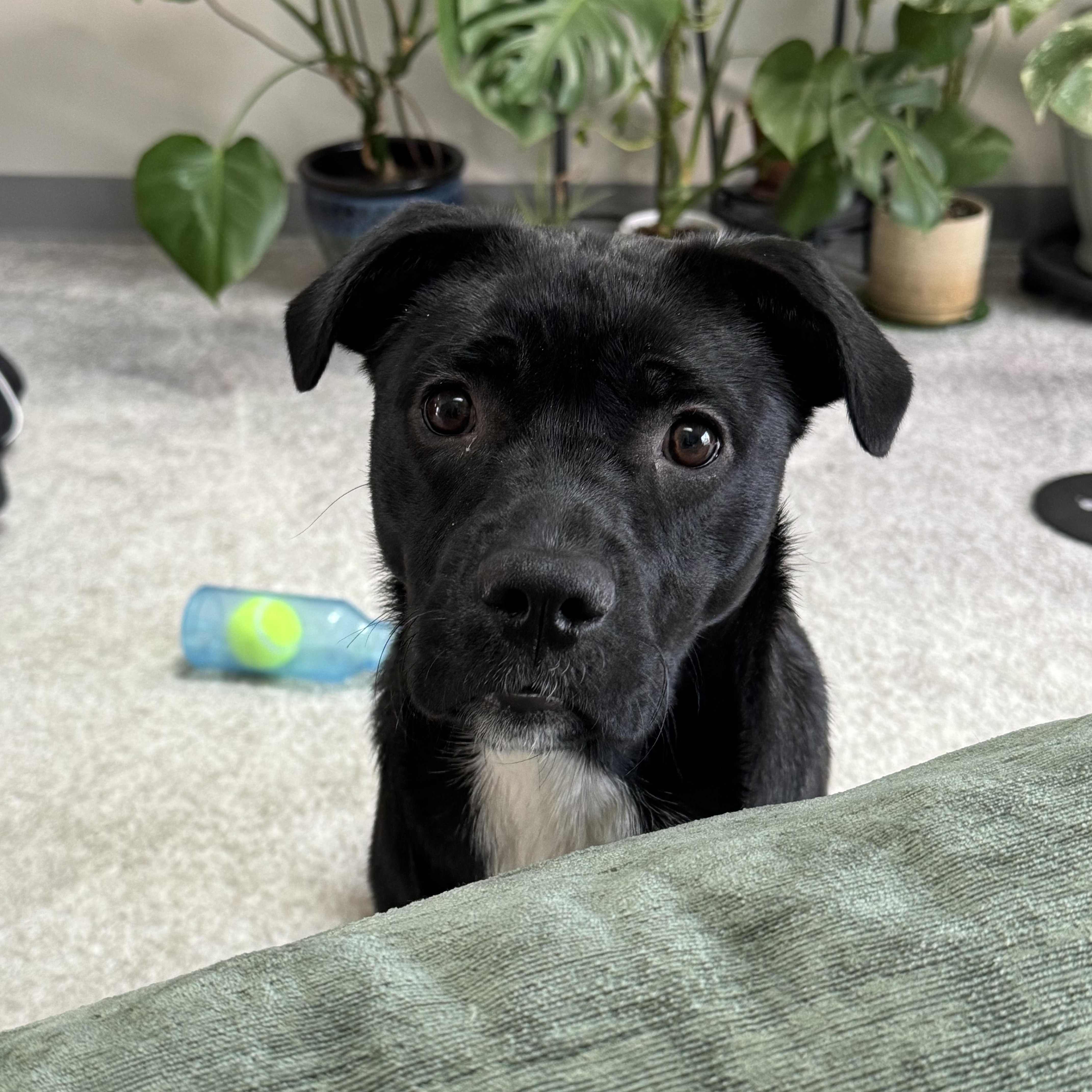 $300 Adoption Fee Pocahontas in NH! Come Meet our Adoptable Dogs Wed-Sat. More info in Bio!, ADOPTABLE, Young Female Collie.