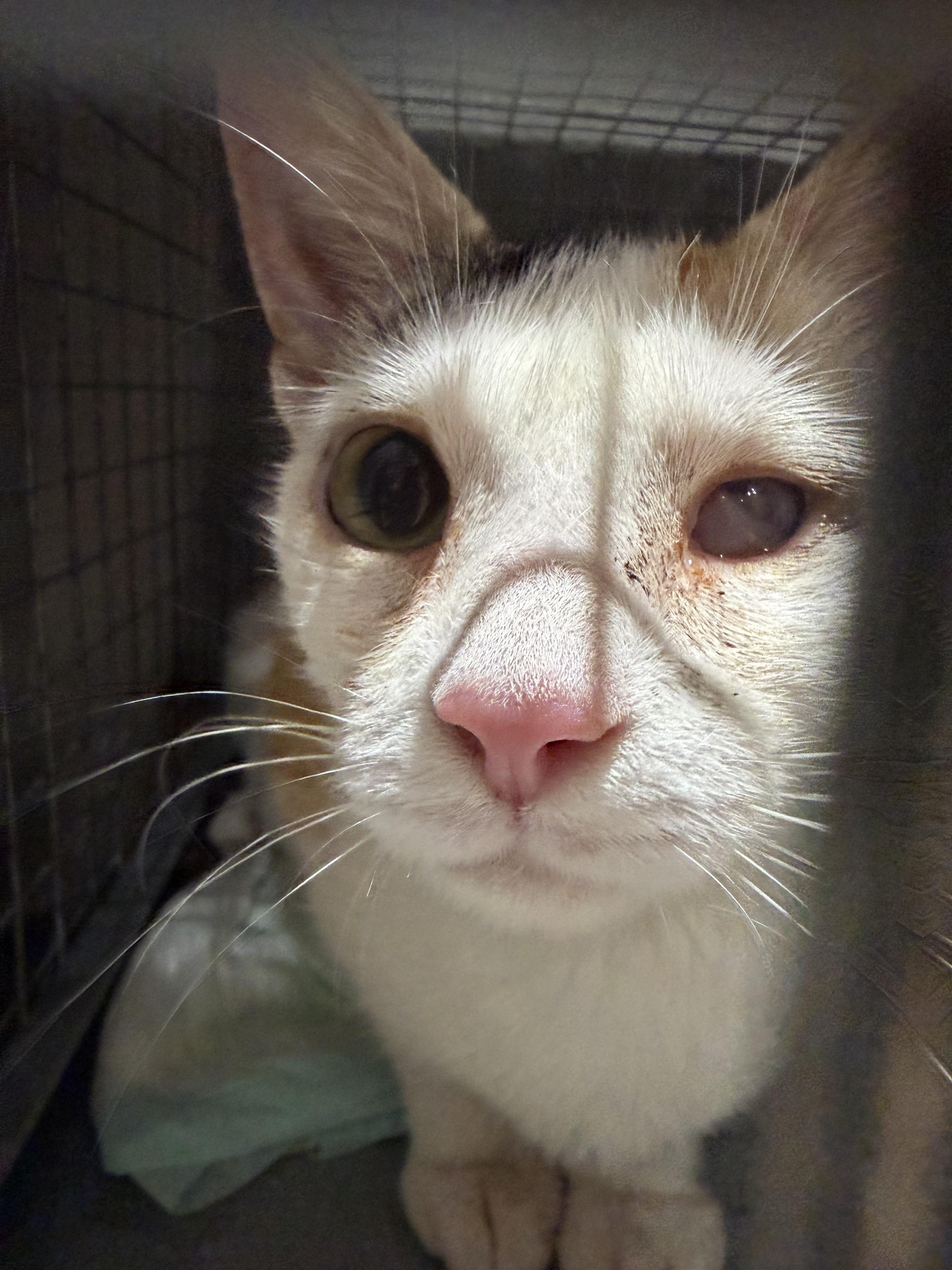 Enlarge Siren, a Adoptable Calico in Perth Amboy , NJ image 3/3