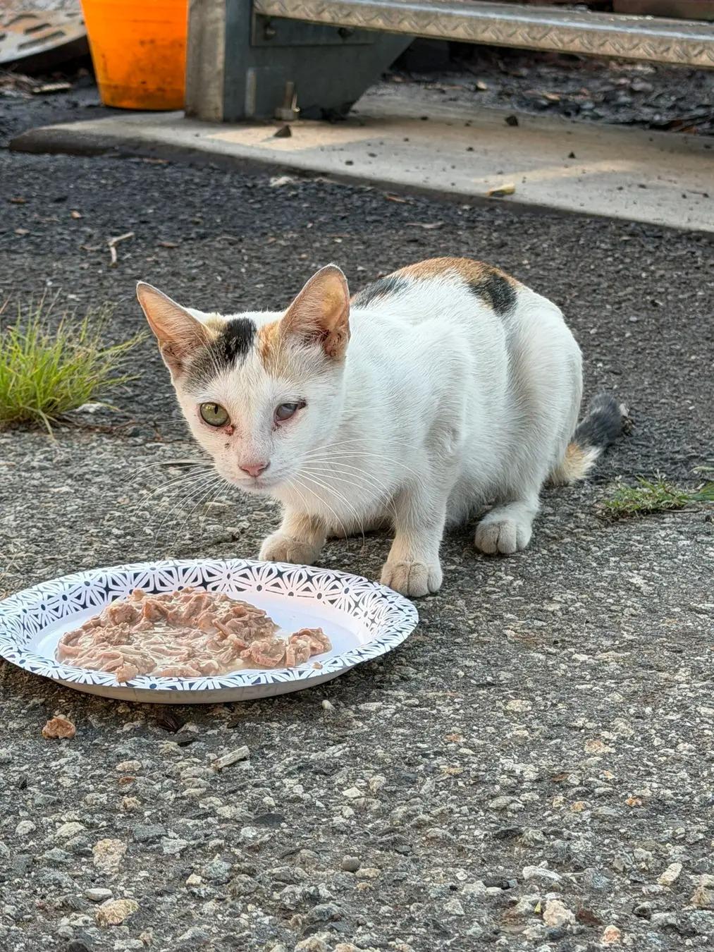 Siren, Adoptable, Adult Female Calico.