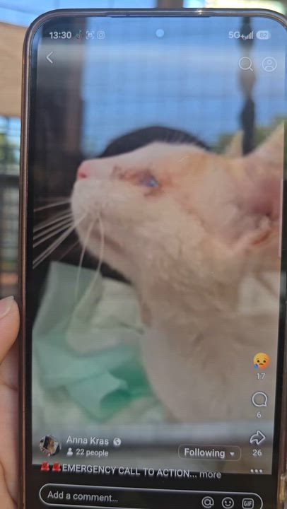 Enlarge Siren, a Adoptable Calico in Perth Amboy , NJ video 1/3