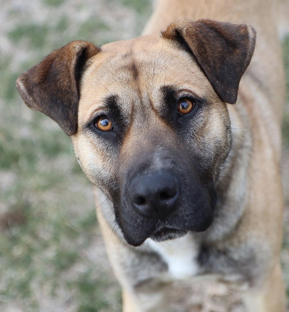 Enlarge Todd (AO35870), a ADOPTABLE mixed breed in Kansas City, KS image 6/6