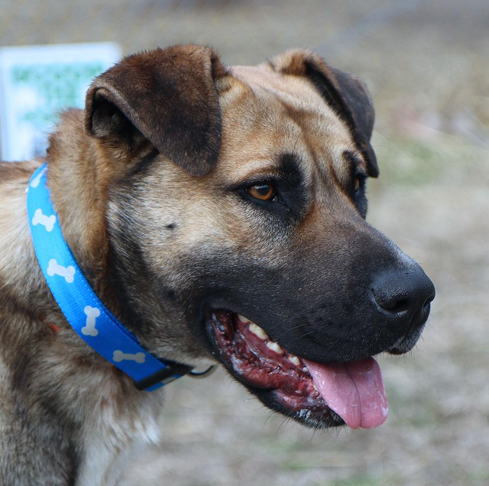 Enlarge Todd (AO35870), a ADOPTABLE mixed breed in Kansas City, KS image 3/6