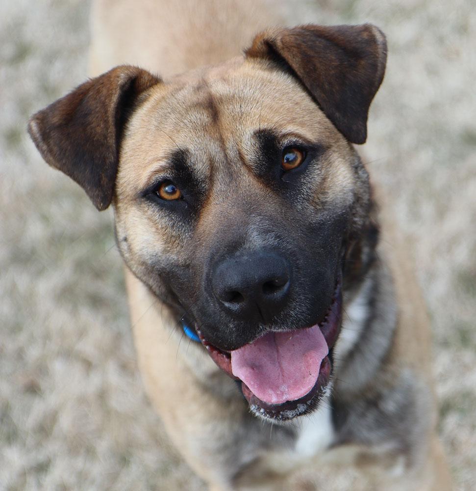 Todd (AO35870), ADOPTABLE, Adult Male Mastiff.
