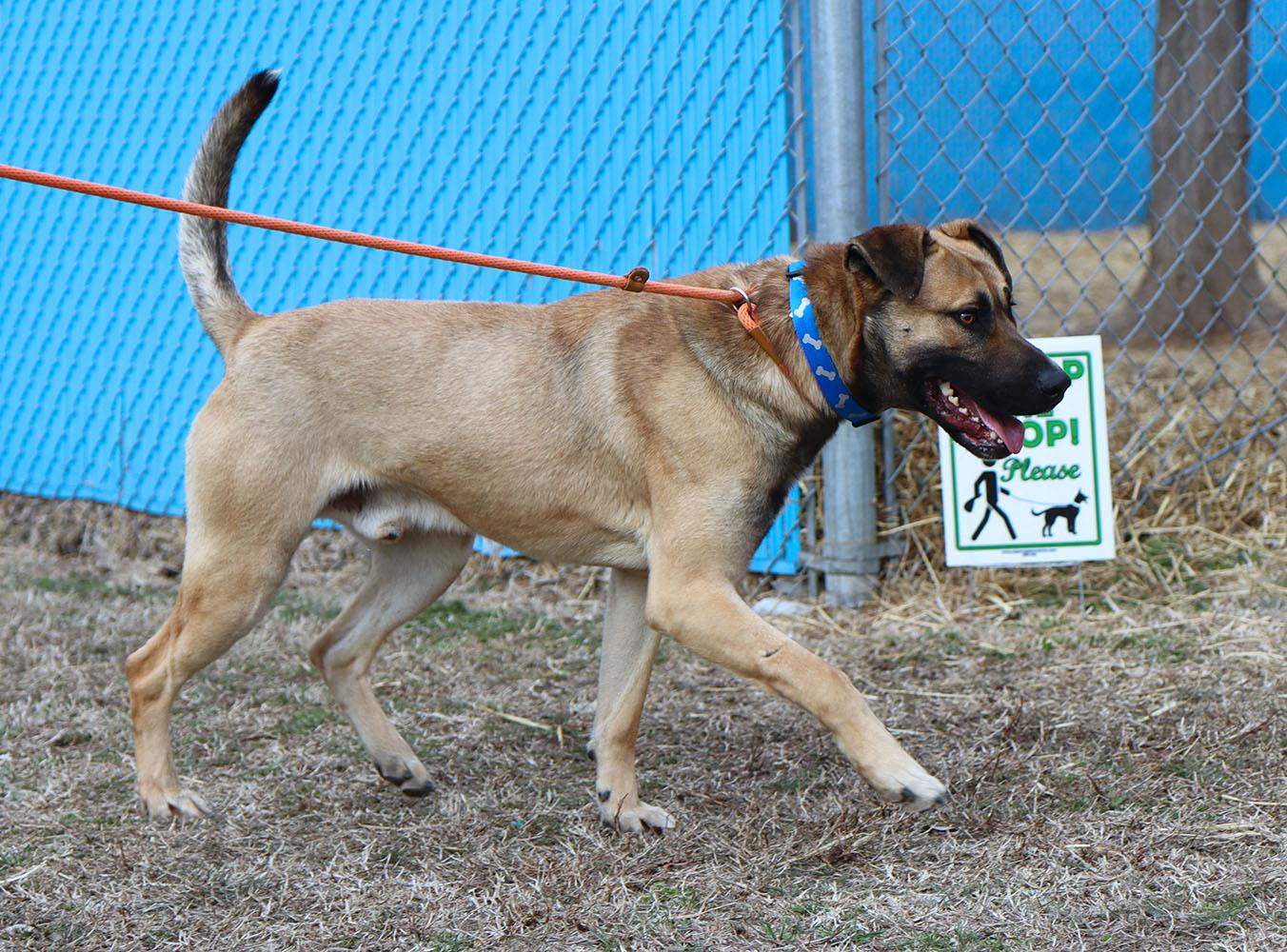 Enlarge Todd (AO35870), a ADOPTABLE mixed breed in Kansas City, KS image 2/6