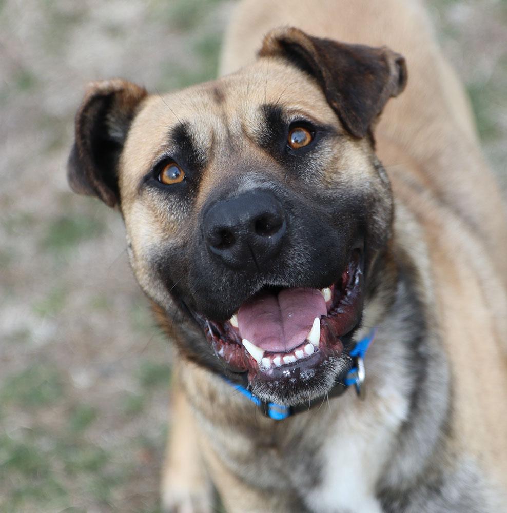 Enlarge Todd (AO35870), a ADOPTABLE mixed breed in Kansas City, KS image 5/6