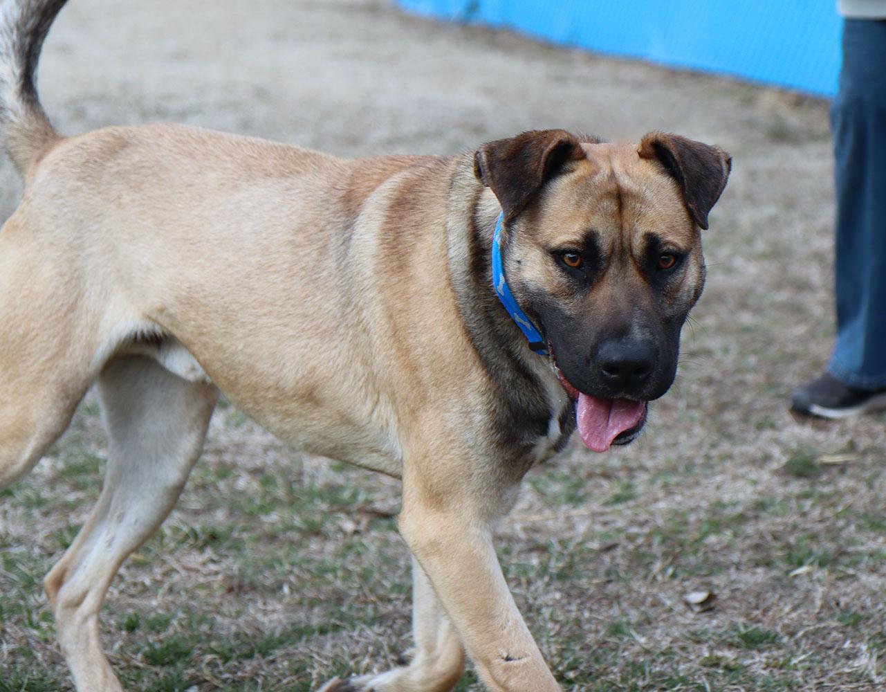 Enlarge Todd (AO35870), a ADOPTABLE mixed breed in Kansas City, KS image 4/6