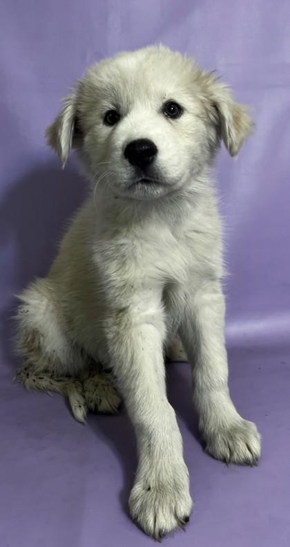 Pedro — thumbnail 2