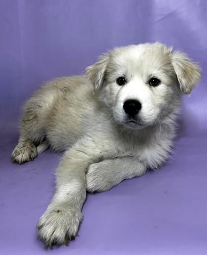 Pedro — thumbnail 3