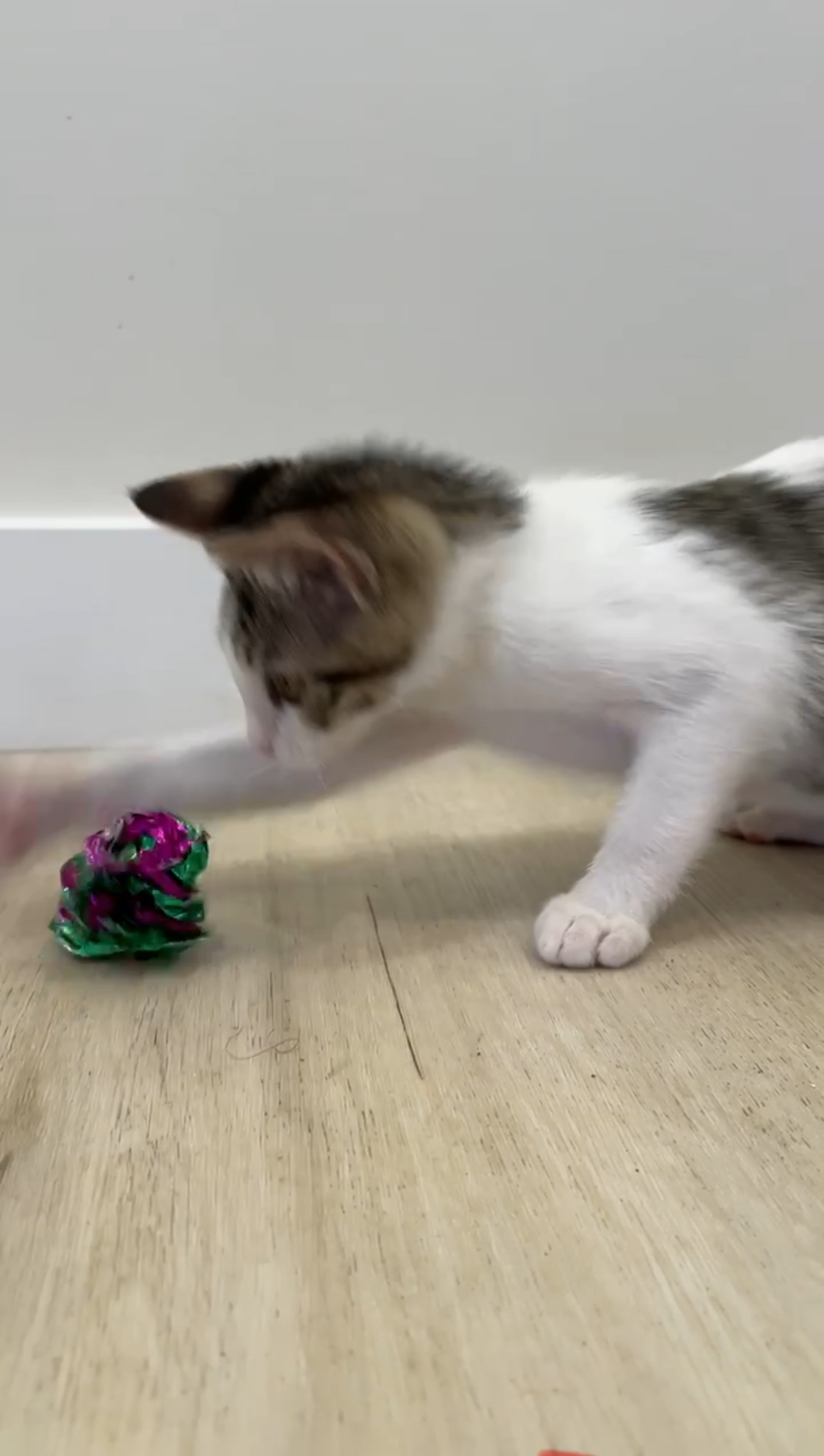 Enlarge Milo, a Adoptable Domestic Short Hair in Orange, CA image 2/5