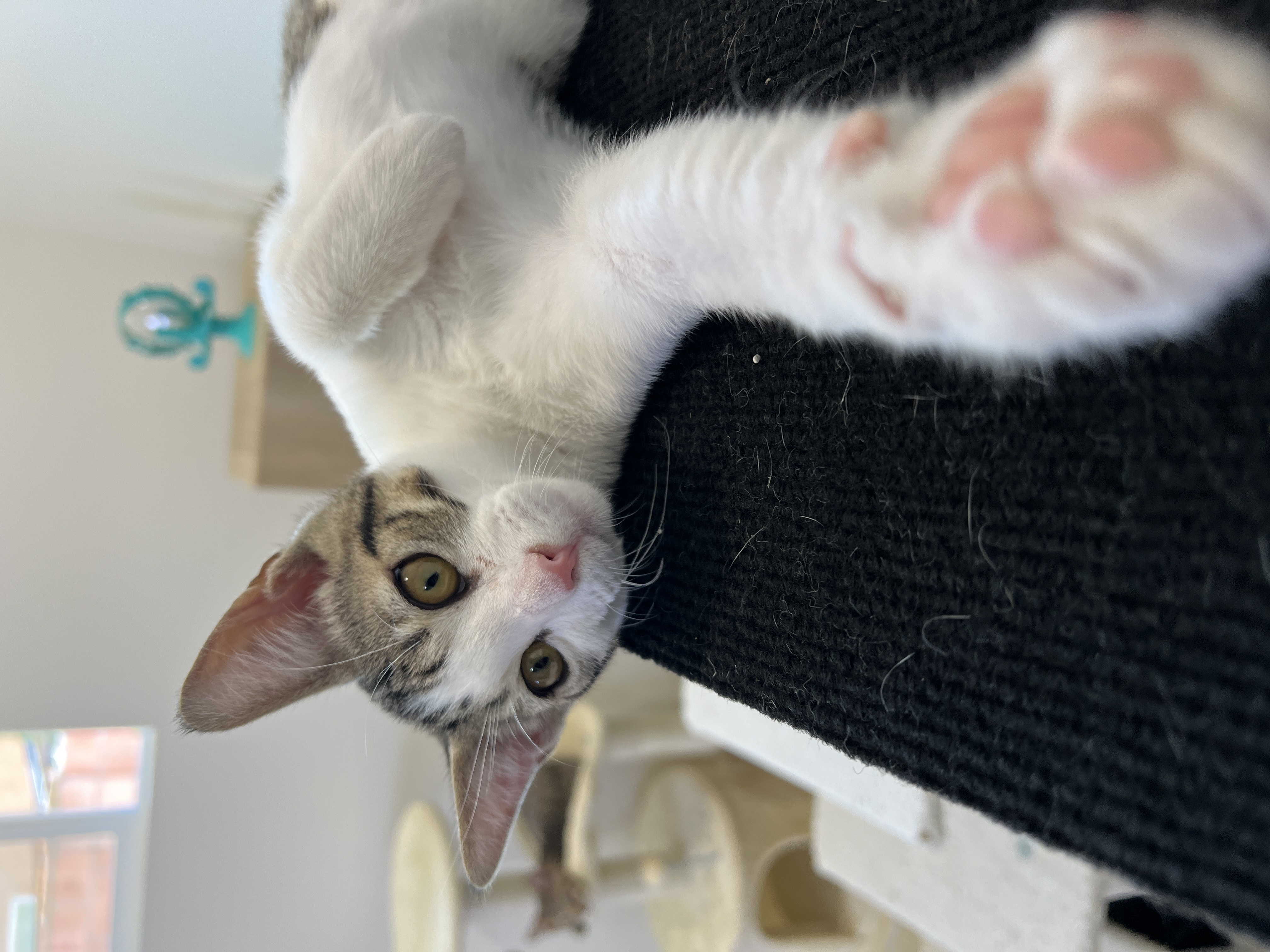 Enlarge Milo, a Adoptable Domestic Short Hair in Orange, CA image 4/5