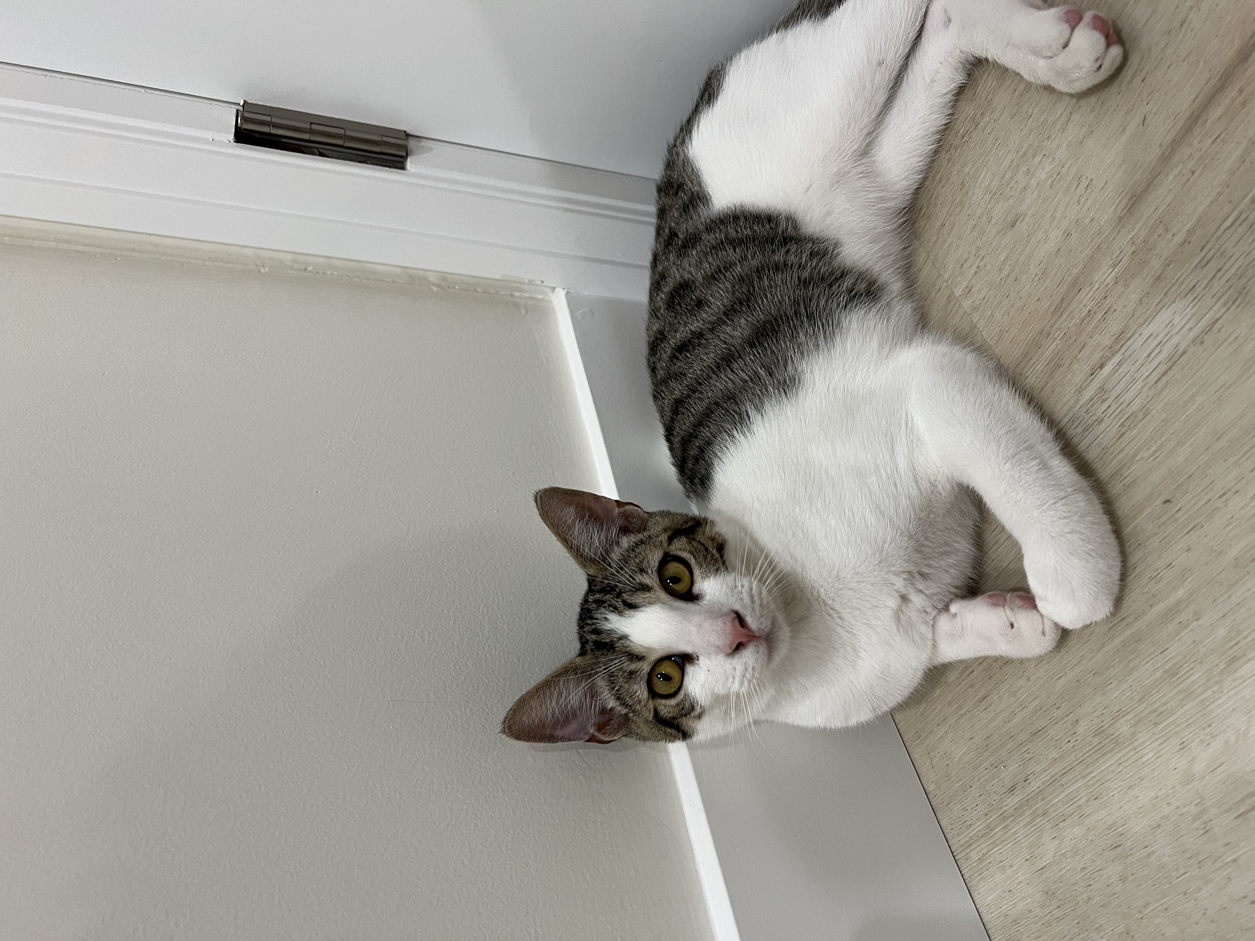 Enlarge Milo, a Adoptable Domestic Short Hair in Orange, CA image 3/5