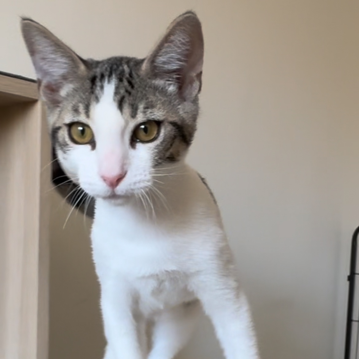 Enlarge Milo, a Adoptable Domestic Short Hair in Orange, CA image 1/5