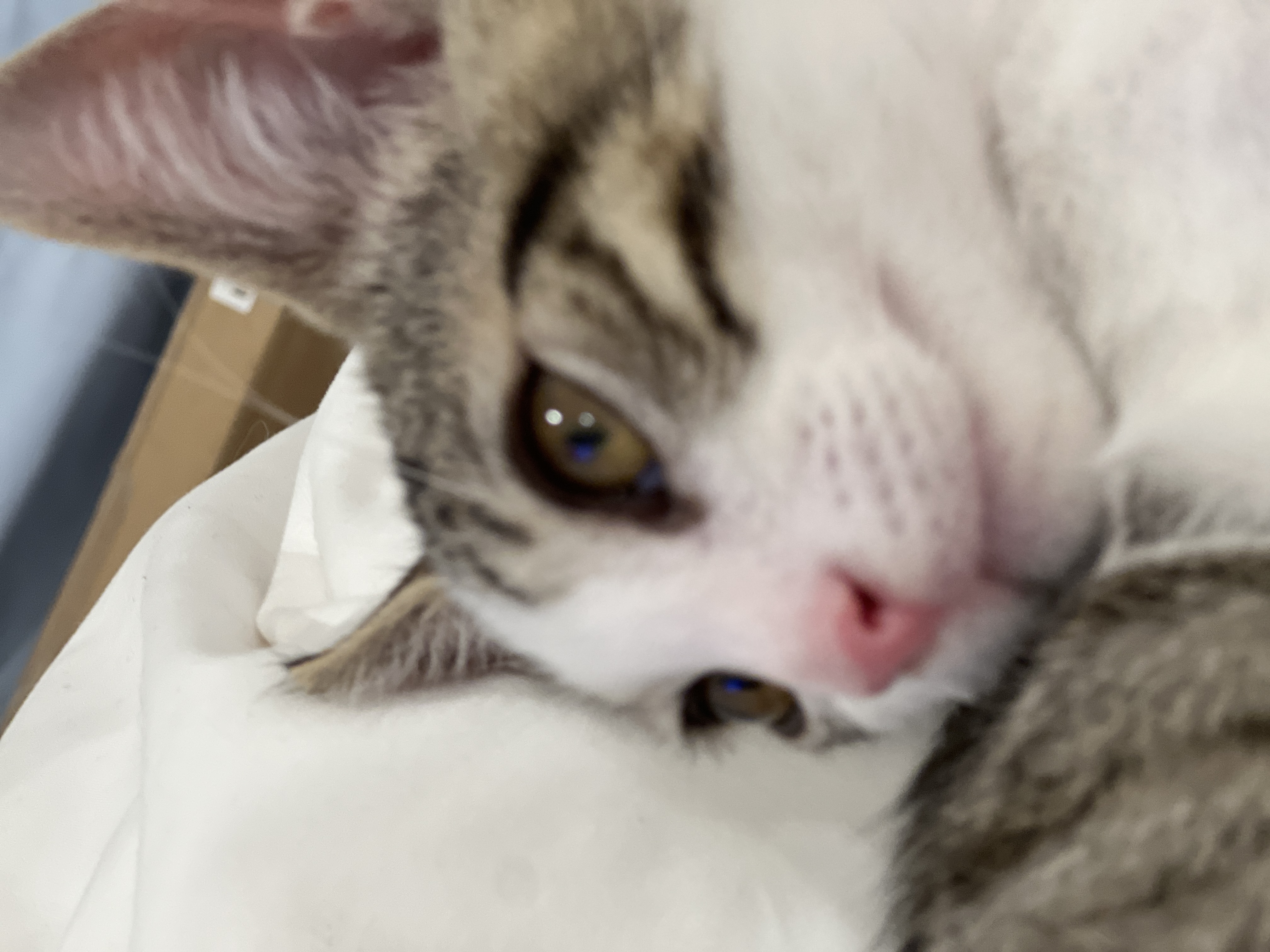 Enlarge Milo, a Adoptable Domestic Short Hair in Orange, CA image 5/5