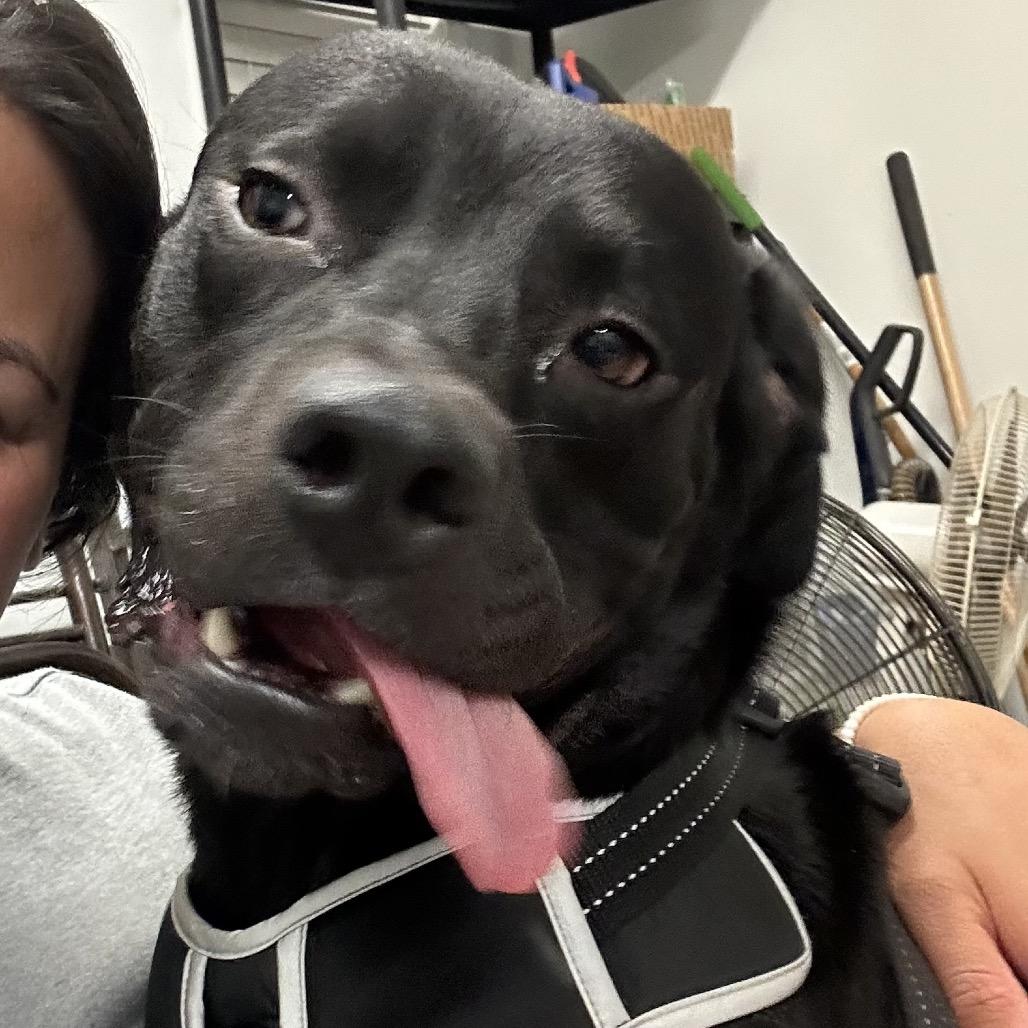 BUBBY, Adoptable, Adult Male Labrador Retriever & Boxer.