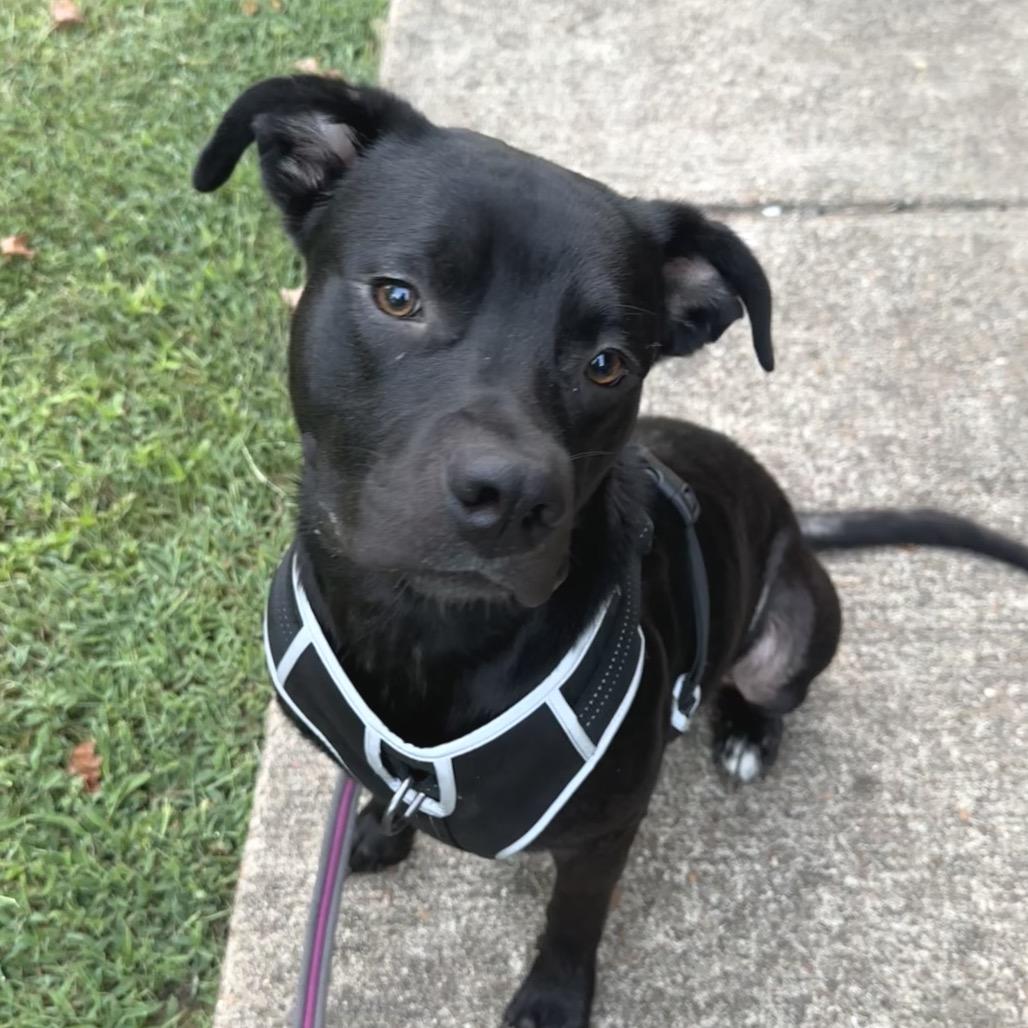 Enlarge BUBBY, a Adoptable mixed breed in Cordova, TN image 2/5