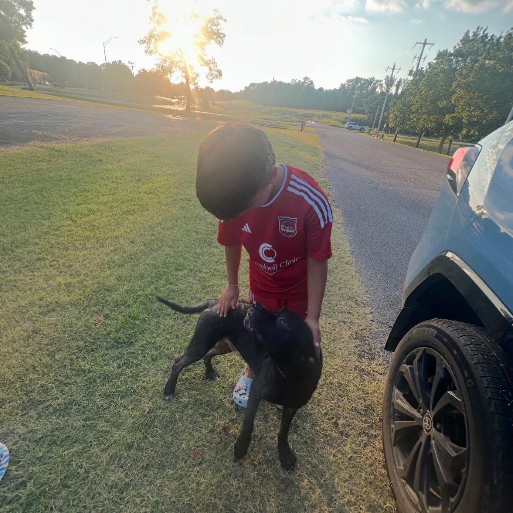 Enlarge BUBBY, a Adoptable mixed breed in Cordova, TN image 3/5