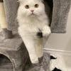 DaDa C007128, Adoptable, Adult Male Persian.