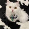 Enlarge DaDa C007128, a Adoptable Persian in Prosper, TX image 2/4