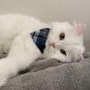 Enlarge DaDa C007128, a Adoptable Persian in Prosper, TX image 3/4