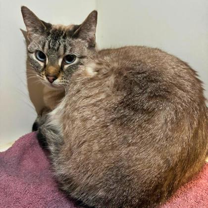 Carolina, Adoptable, Adult Female Siamese & Domestic Short Hair.