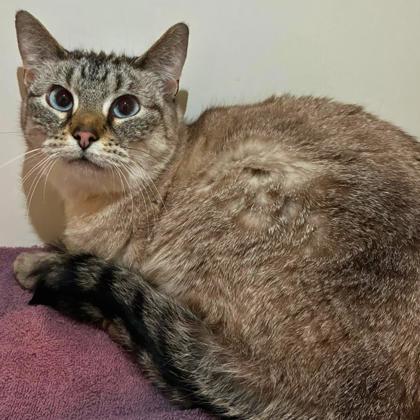 Enlarge Carolina, a Adoptable mixed breed in Gastonia, NC image 2/3