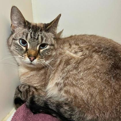Carolina, Adoptable, Adult Female Siamese & Domestic Short Hair.