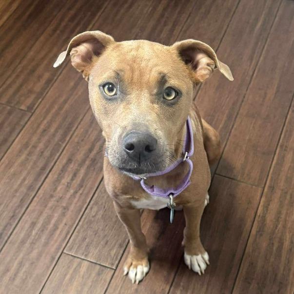Roxie, a Adoptable Pit Bull Terrier in Sand Springs, OK image 1/6