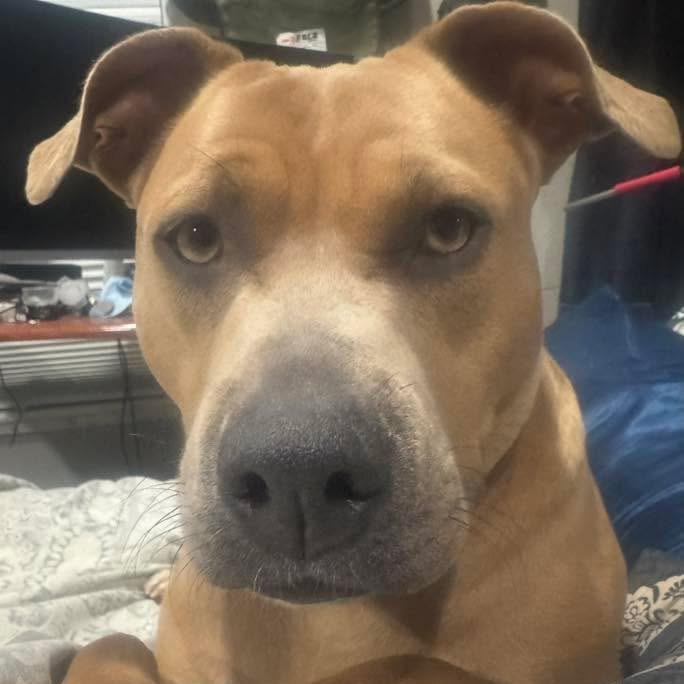 Roxie, a Adoptable Pit Bull Terrier in Sand Springs, OK image 2/6