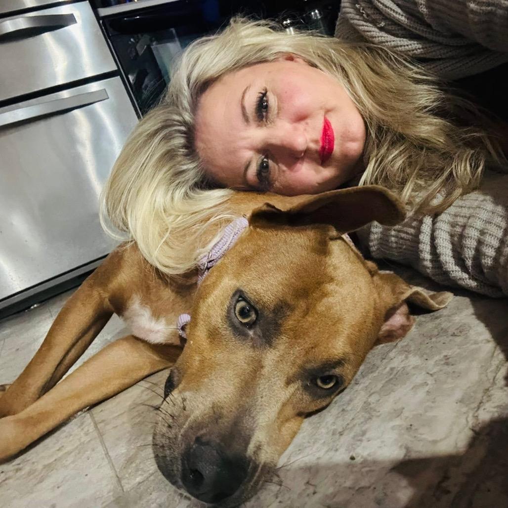 Roxie, Adoptable, Adult Female Pit Bull Terrier.