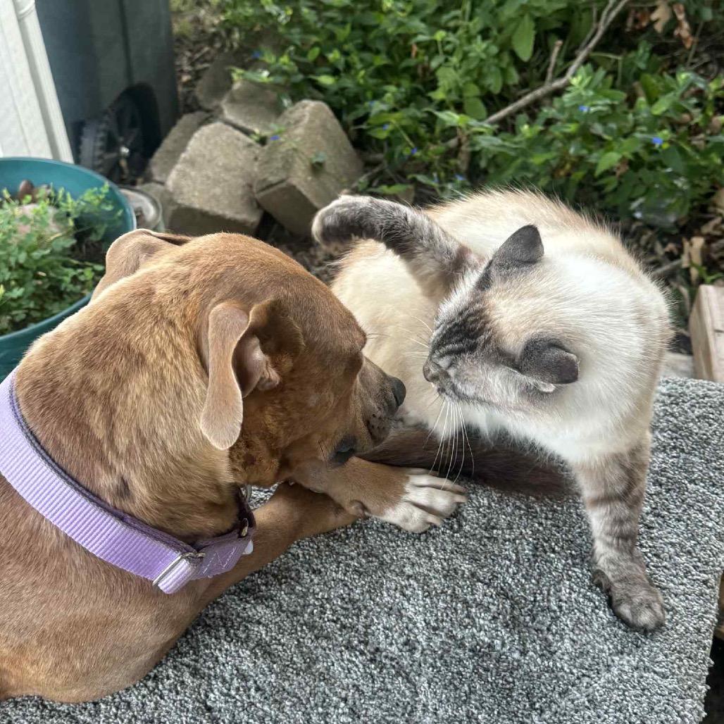 Roxie, a Adoptable Pit Bull Terrier in Sand Springs, OK image 4/6