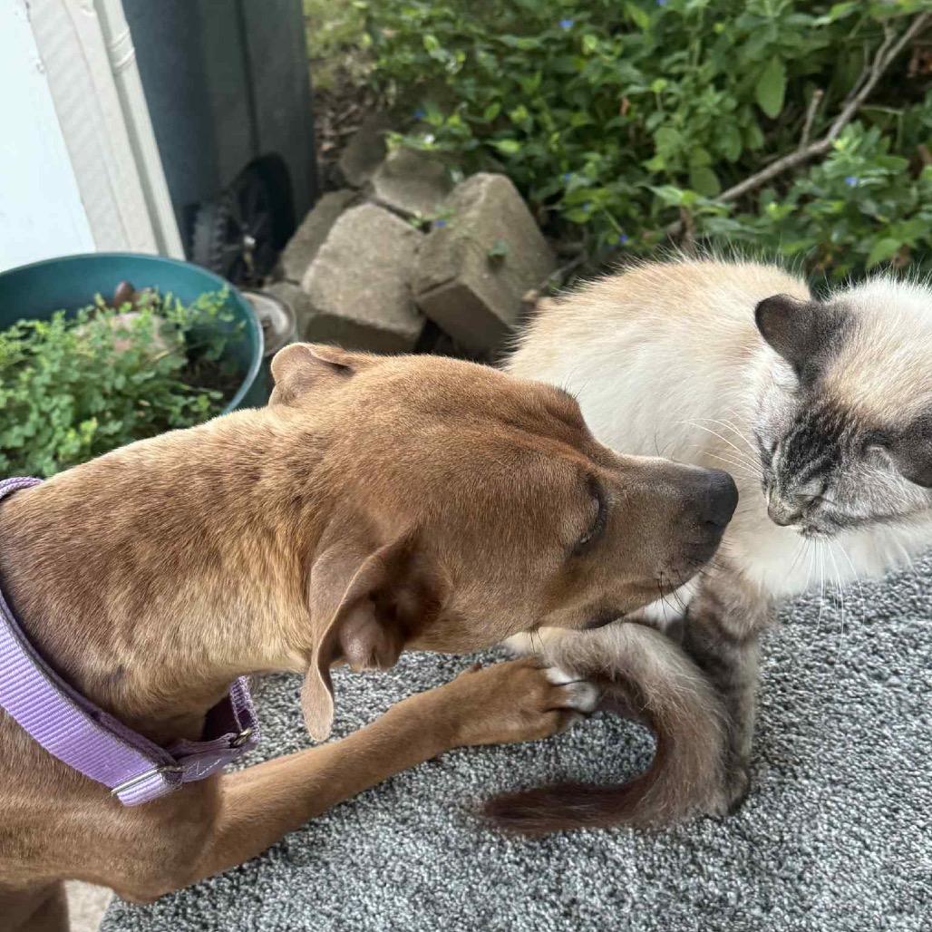 Roxie, a Adoptable Pit Bull Terrier in Sand Springs, OK image 5/6