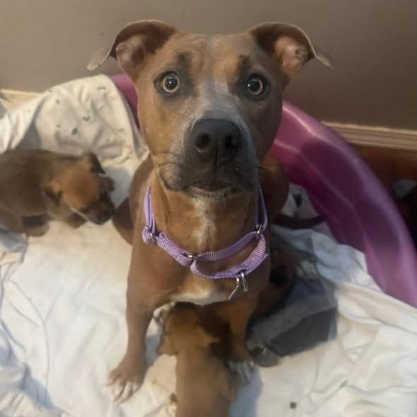 Roxie, a Adoptable Pit Bull Terrier in Sand Springs, OK image 6/6