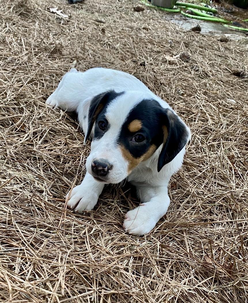 Bailee, Adoptable, Puppy Female Beagle & Terrier.