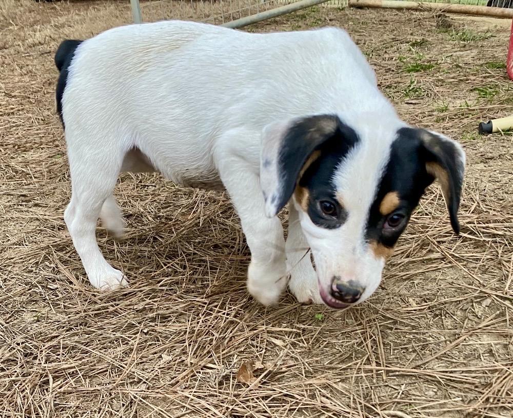 Enlarge Bailee, a Adoptable mixed breed in Pembroke, MA image 4/4