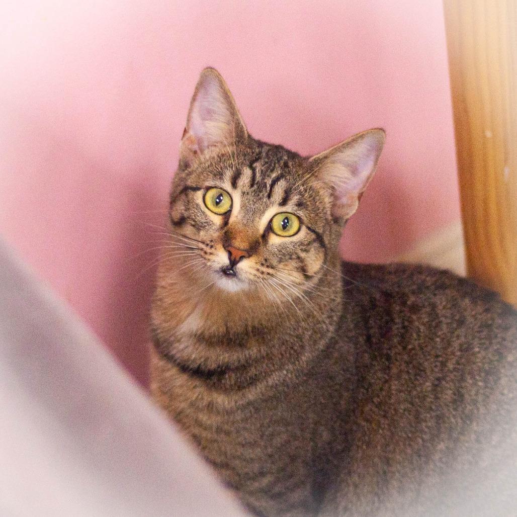 Annabelle, Adoptable, Adult Female Domestic Short Hair.