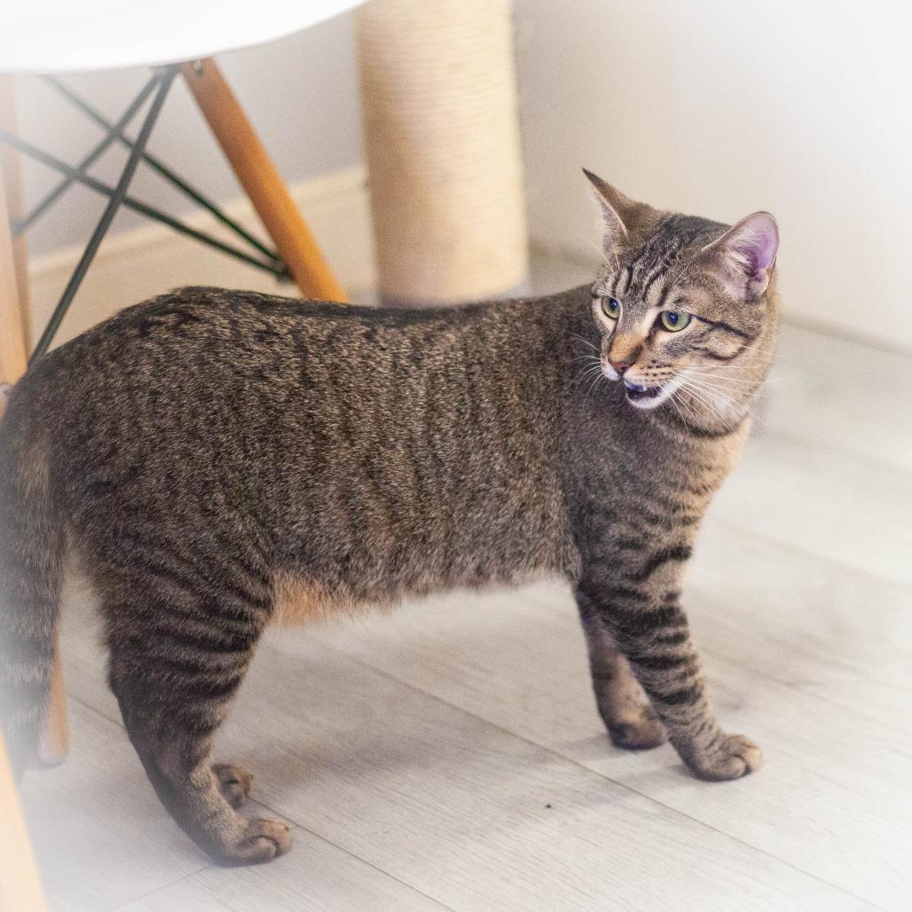 Enlarge Annabelle, a Adoptable Domestic Short Hair in Ponte Vedra, FL image 2/4