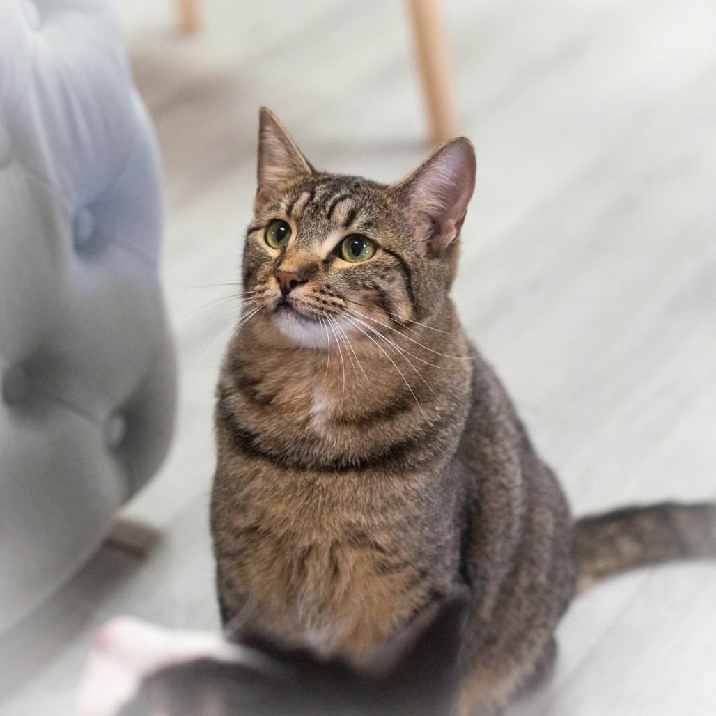 Enlarge Annabelle, a Adoptable Domestic Short Hair in Ponte Vedra, FL image 3/4