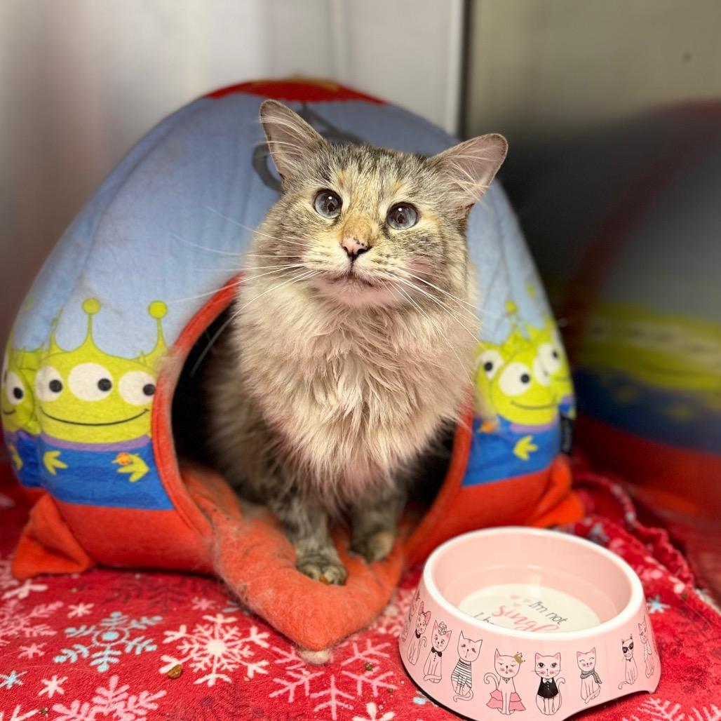 Opal, Adoptable, Adult Female Siamese & Domestic Long Hair.