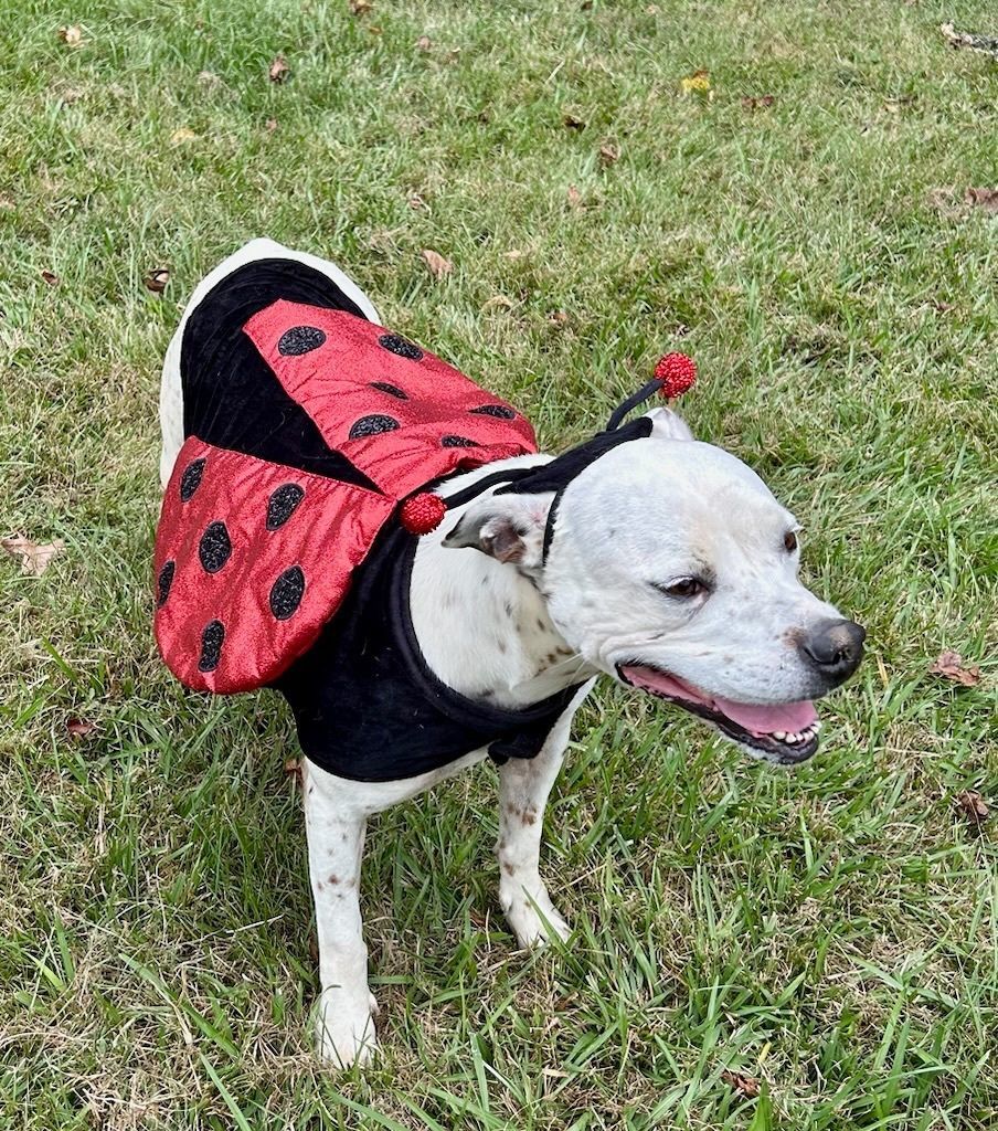 Baby, Adoptable, Senior Female Cattle Dog.