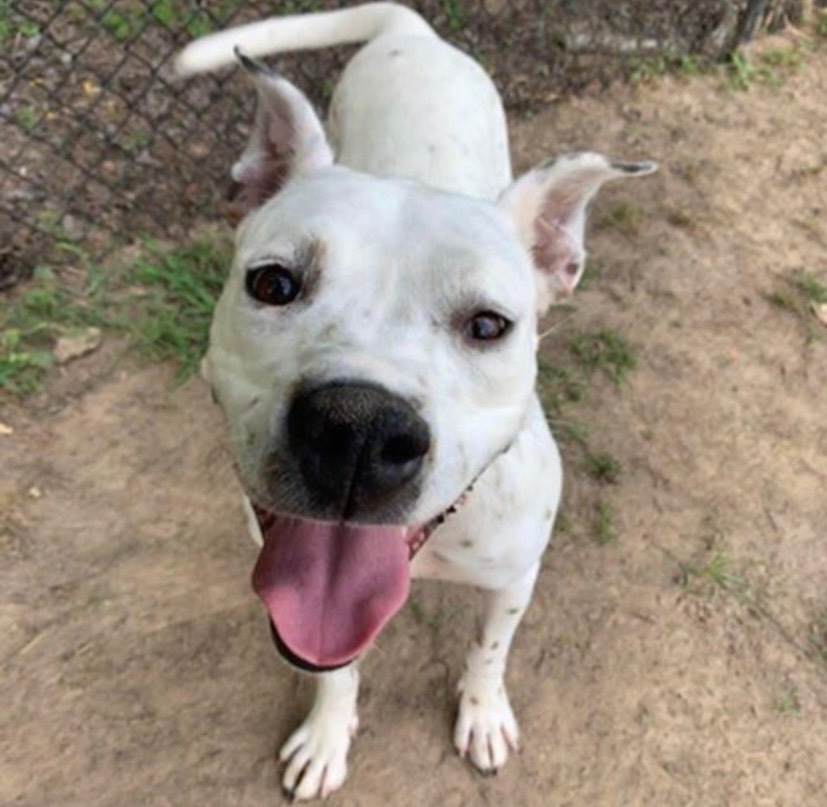 Baby, a Adoptable mixed breed in Water Valley, MS image 2/5