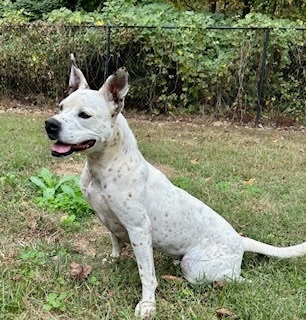 Baby, a Adoptable mixed breed in Water Valley, MS image 3/5