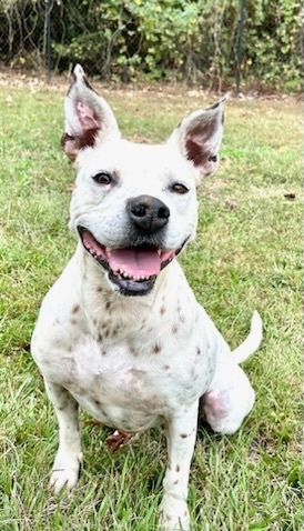 Baby, a Adoptable mixed breed in Water Valley, MS image 4/5
