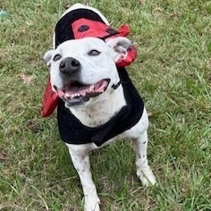 Baby, a Adoptable mixed breed in Water Valley, MS image 5/5